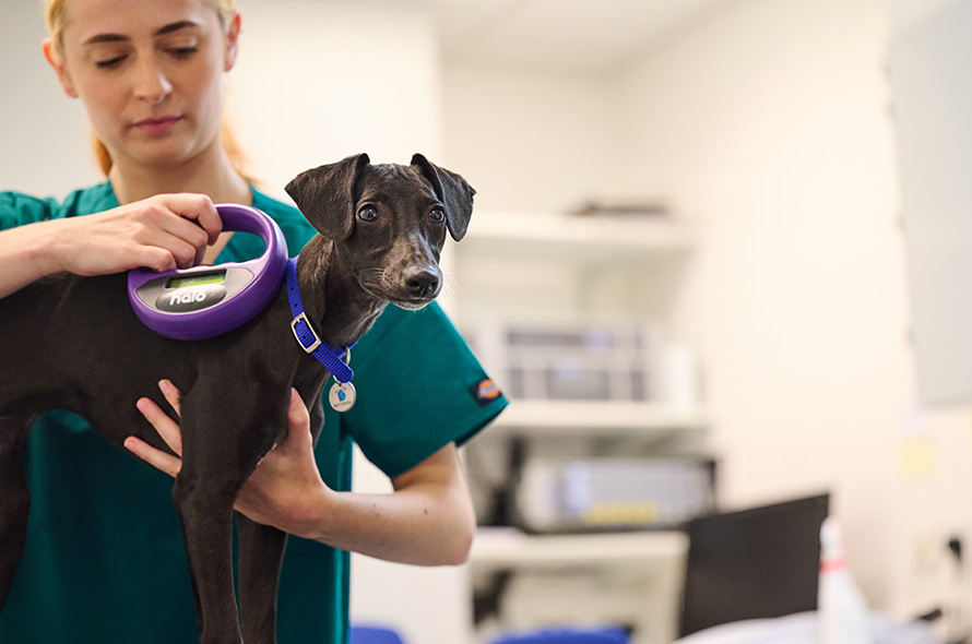 Black dog getting microchip checked