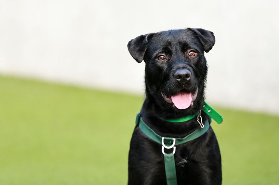 Black dog smiling