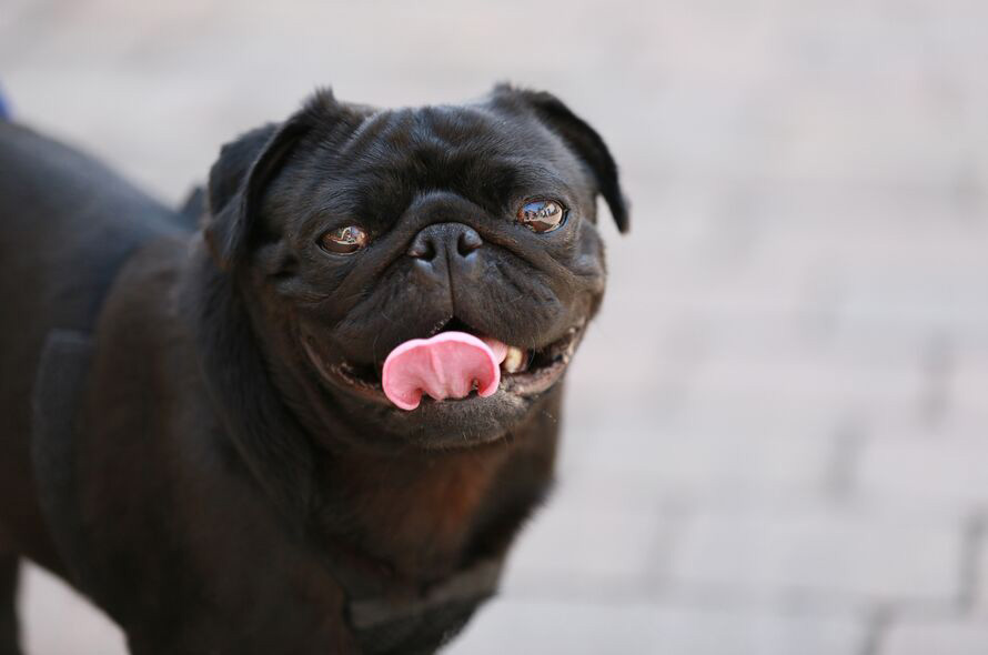 Black pug smiling at camera