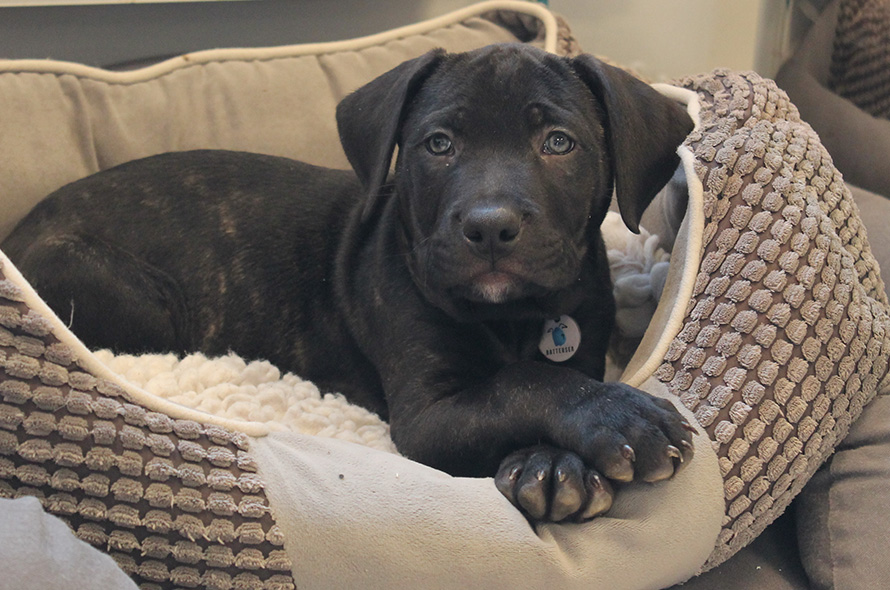 Black puppy looking t camera laying in cosy dog bed