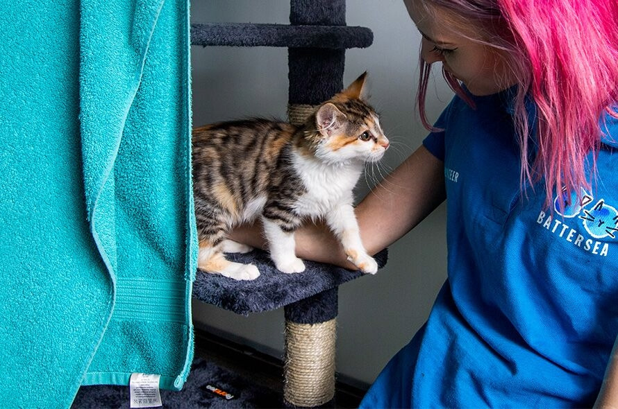 Brown and white cat standing on frame looking up at woman