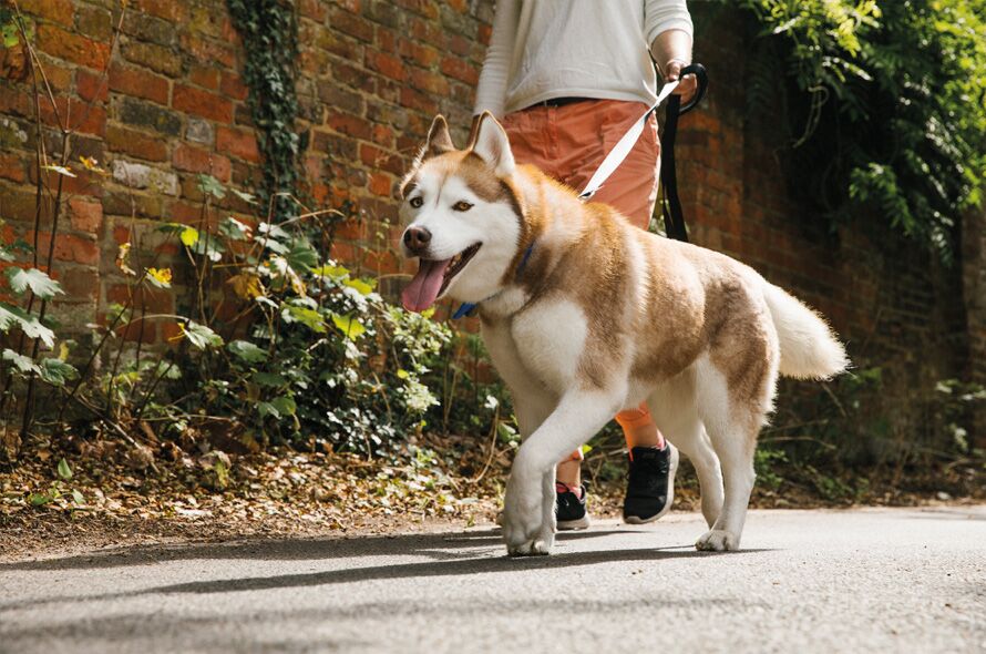 Husky walking down the street