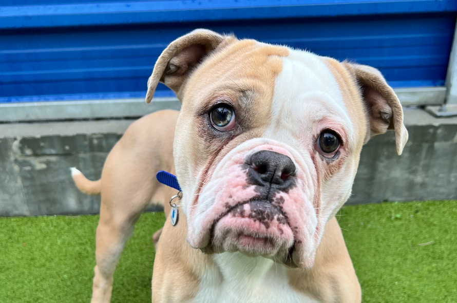 Bulldog outside in a play pen looking at the camera