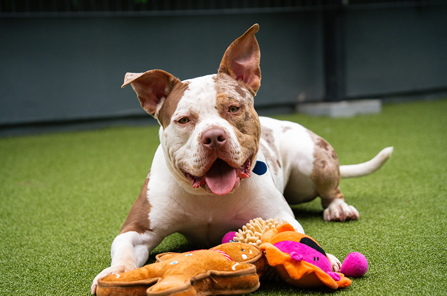 Bully dog laying down playing with toys