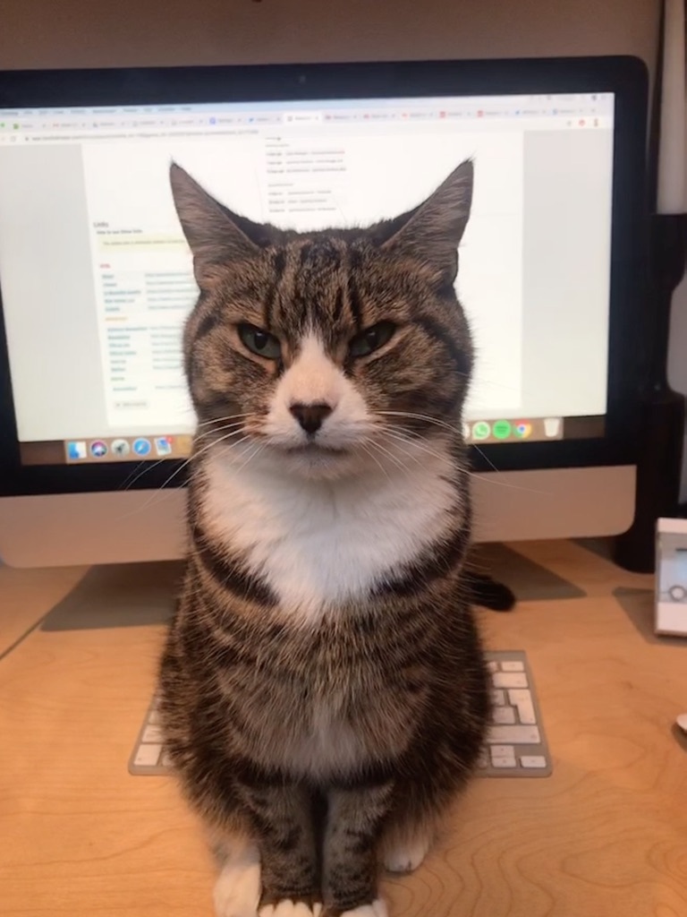 Battersea foster cat, Cat Man Du