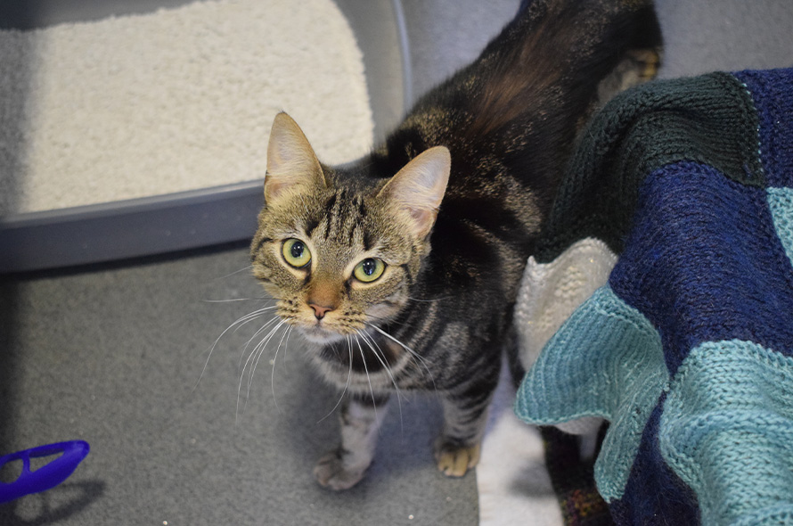 Cat standing in pen with litter tray in background