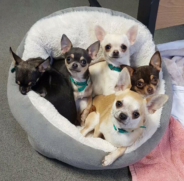 Chihuahua puppy party