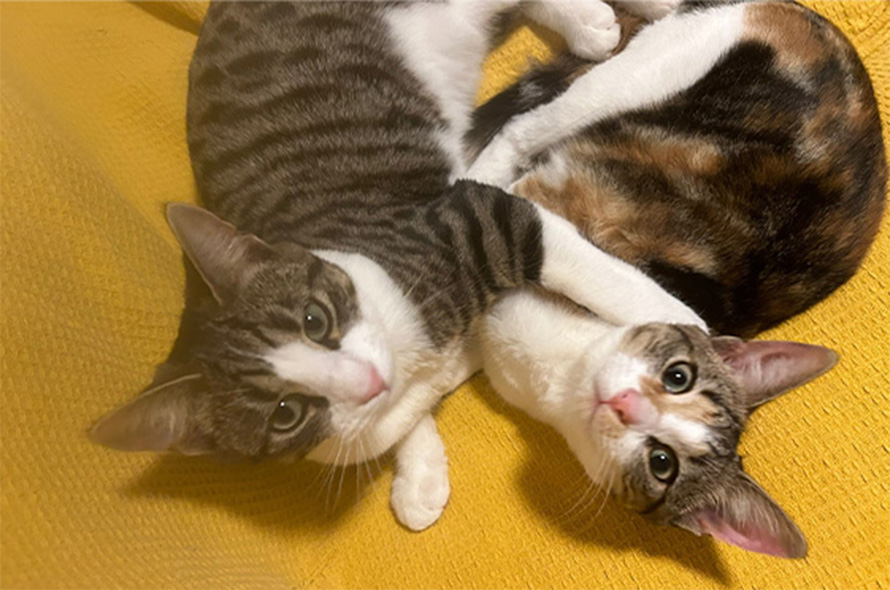 Two cats laying down together looking up at the camera