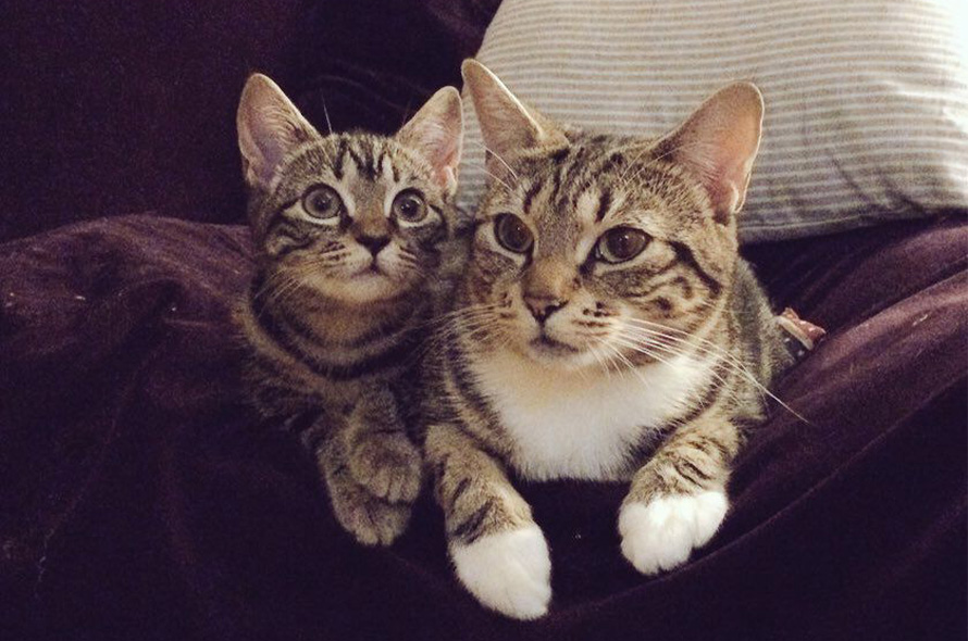 Two cats laying on the sofa with their paws hanging over the edge