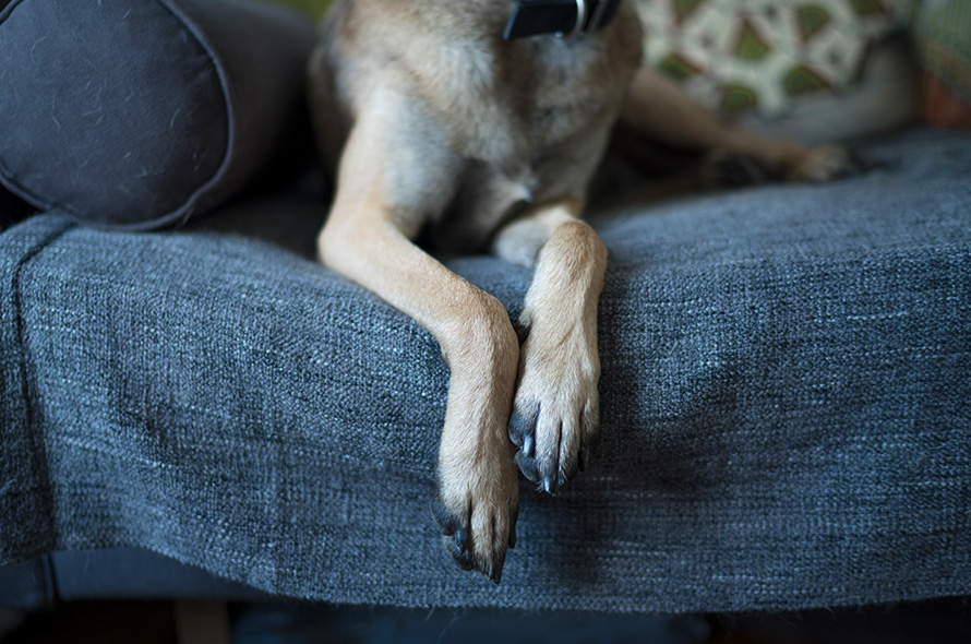 Close up of German Shepherd's paws sitting on a sofa