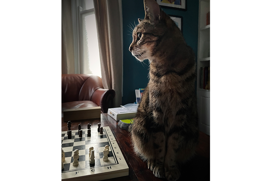 Cat sitting on a coffee table looking to the side