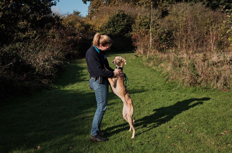 Cream greyhound jumping up at Battersea volunteer on the grass