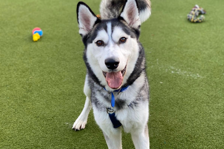 Husky smiling at the camera