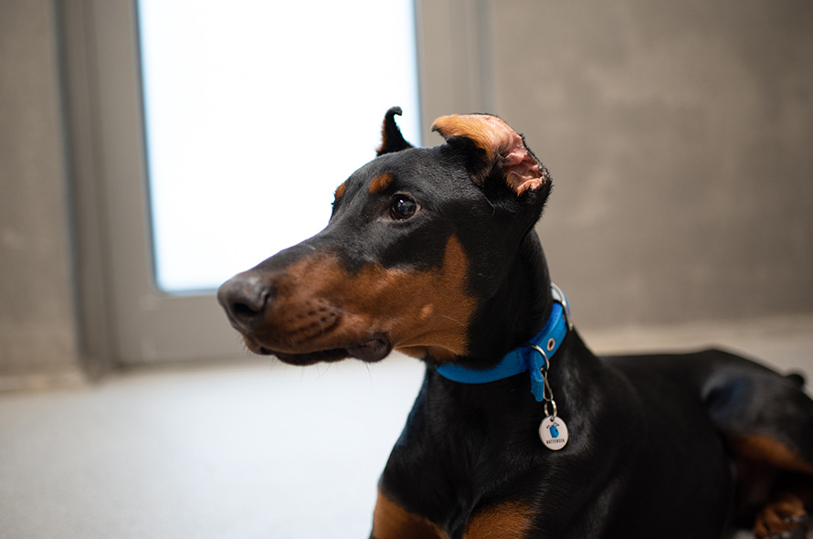 Doberman with cropped ears looking to the side