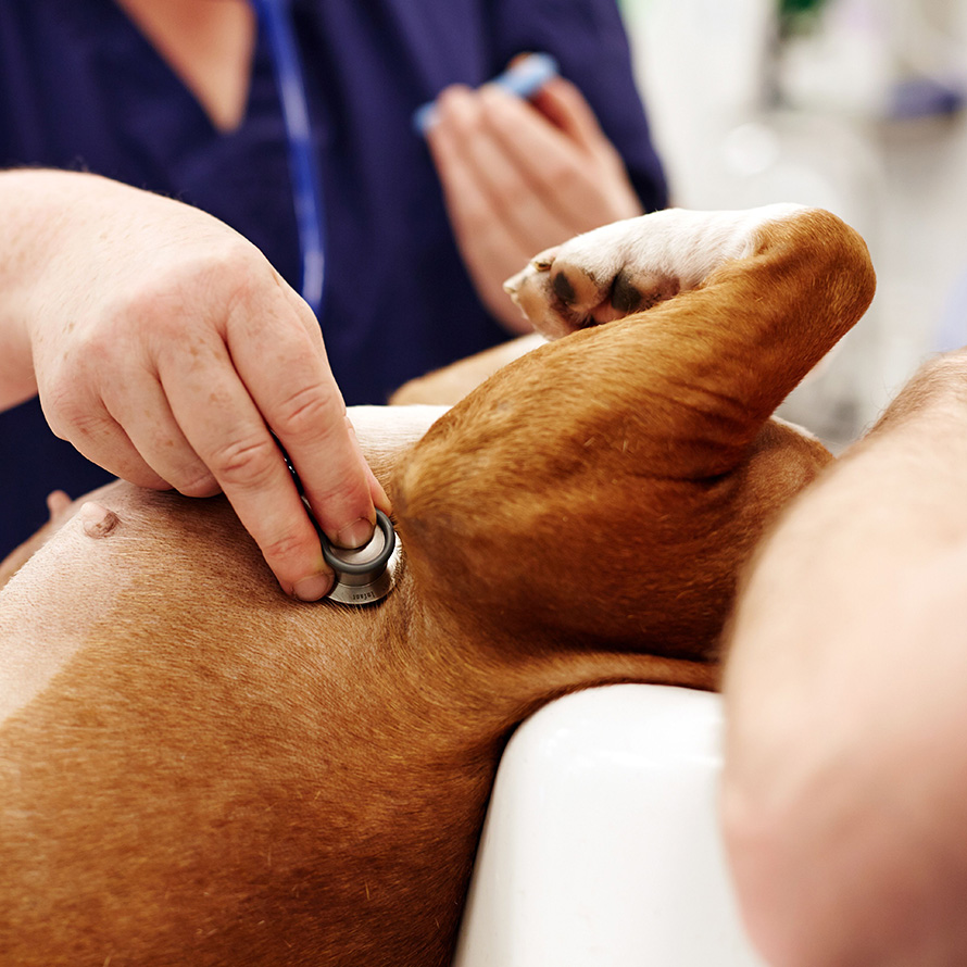 Dog laying on their back while a nurse listens to their heart through a stethoscope