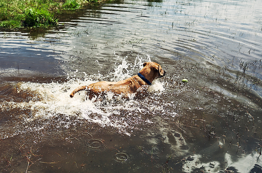 Dog jumping into a lake chasing a ball