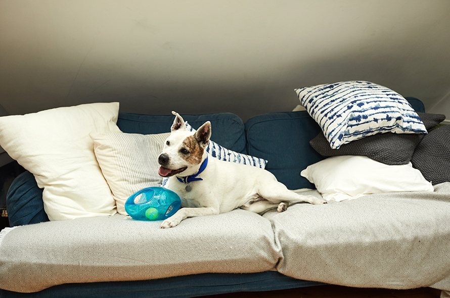 Dog sitting on the sofa playing with a circular toy 