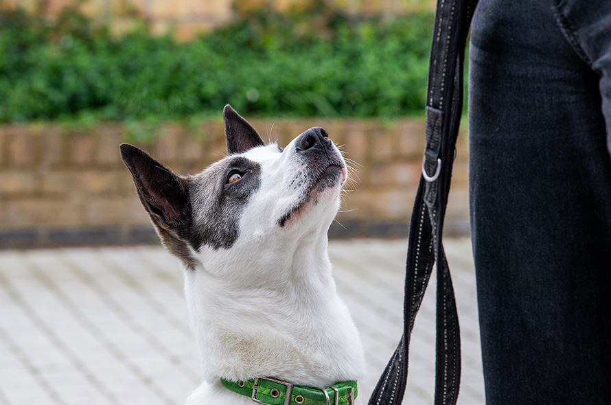 Dog looking up at their owner