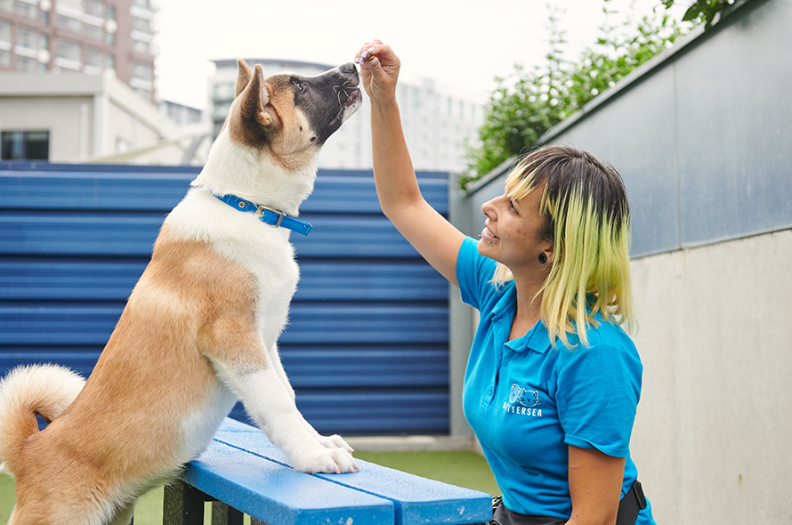 Dog putting two paws on a bench to get treat from trainer