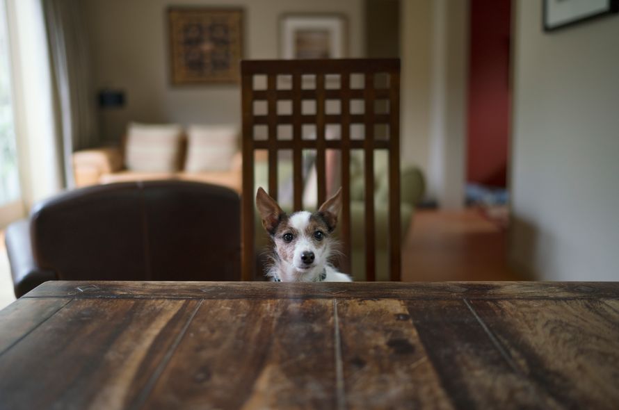 Small dog sitting at a table