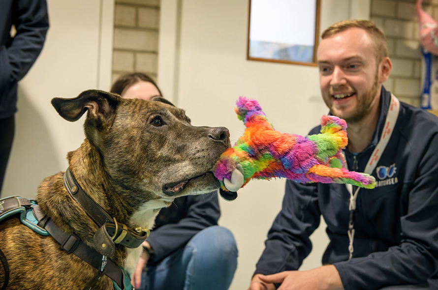 Dog with toy in mouth