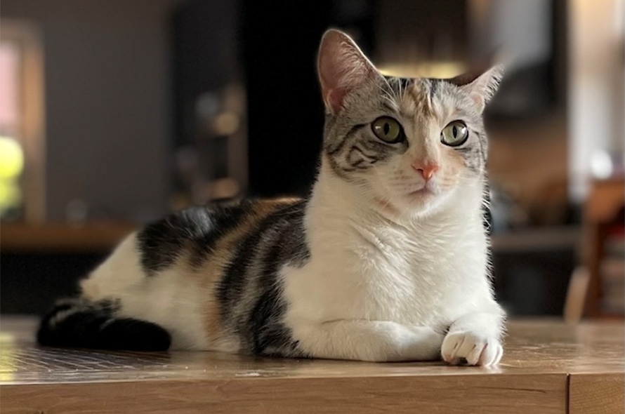 Ebba laying on the table in the kitchen