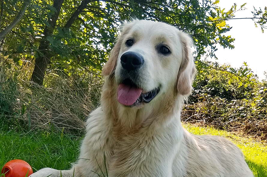 Golden retriever laying on the grass in the shade