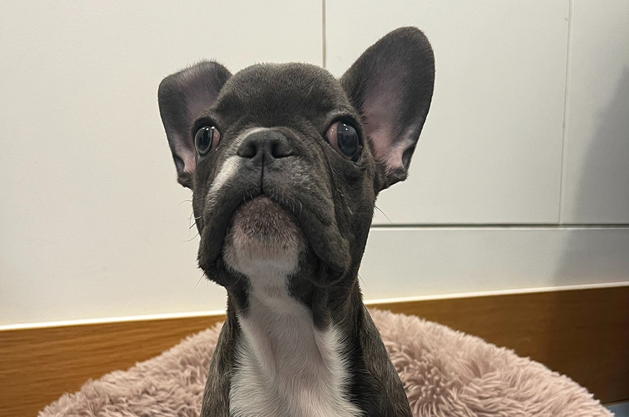 Grey French bulldog looking at the camera