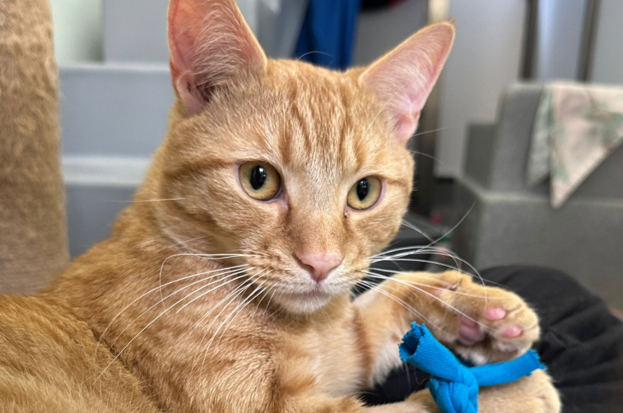 Finn the ginger cat with green eyes looks into camera while playing with blue toy