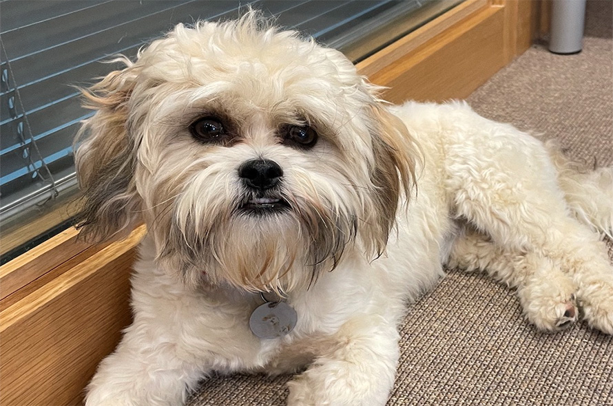 Fluffy and White Ex-Battersea Dog Daisy