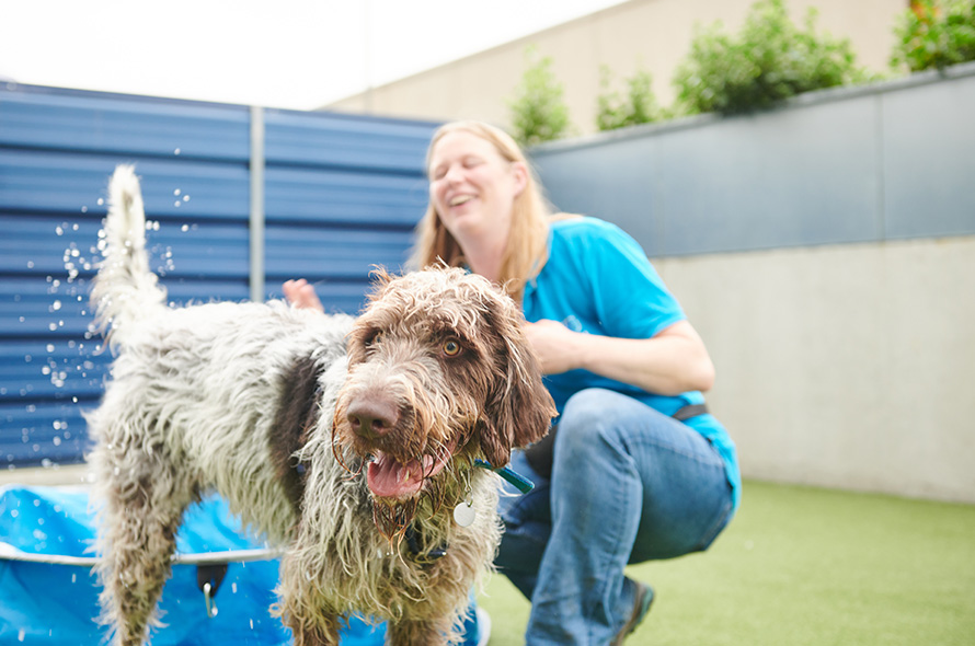 Fluffy dog playing in the paddling pool