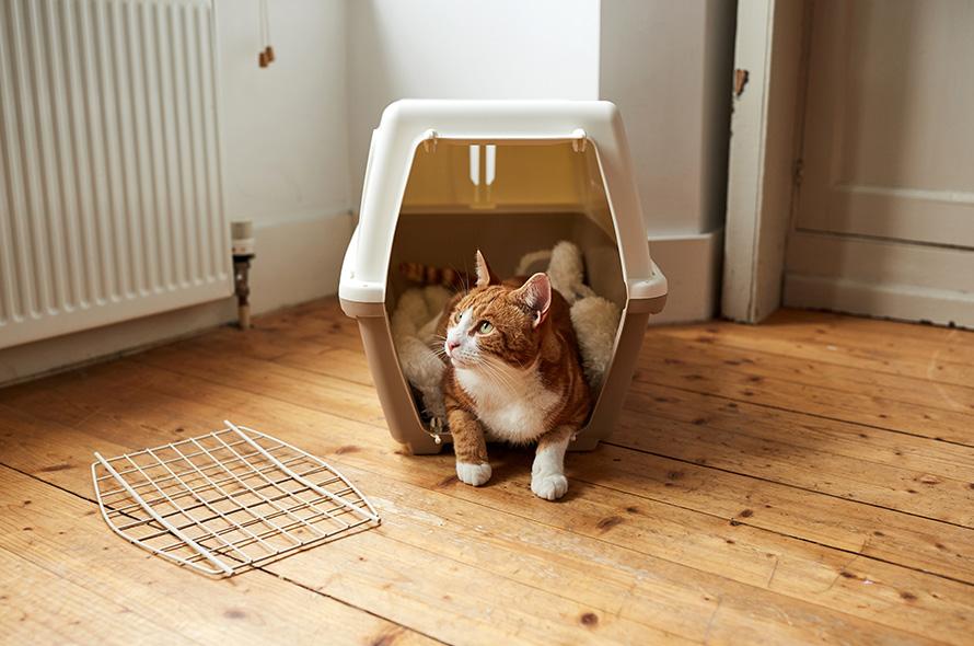 Ginger cat in pet carrier