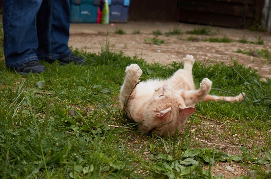 Ginger tabby cat rolling on their back in the grass 