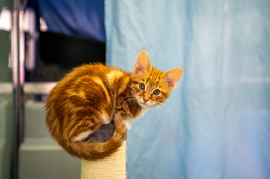 Ginger kitten sitting on top of a scratch pole