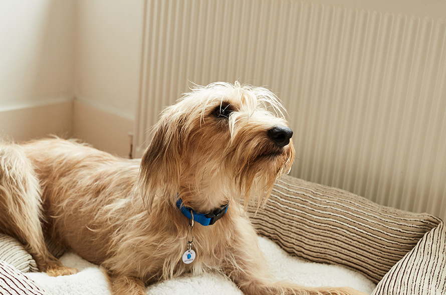 Golden shaggy dog lays in a cosy bed with paw stretched out