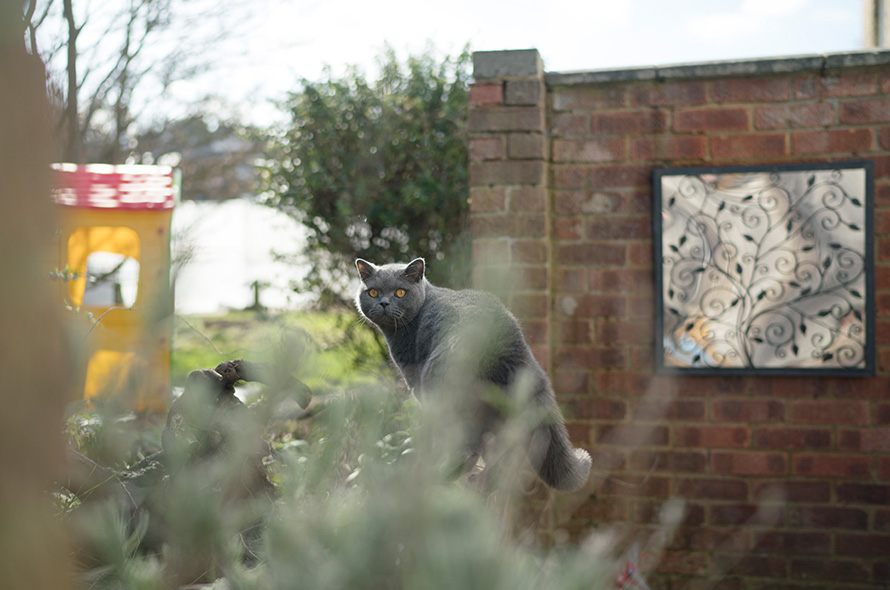 Grey cat balancing on an outdoor fence looking through shrubbery