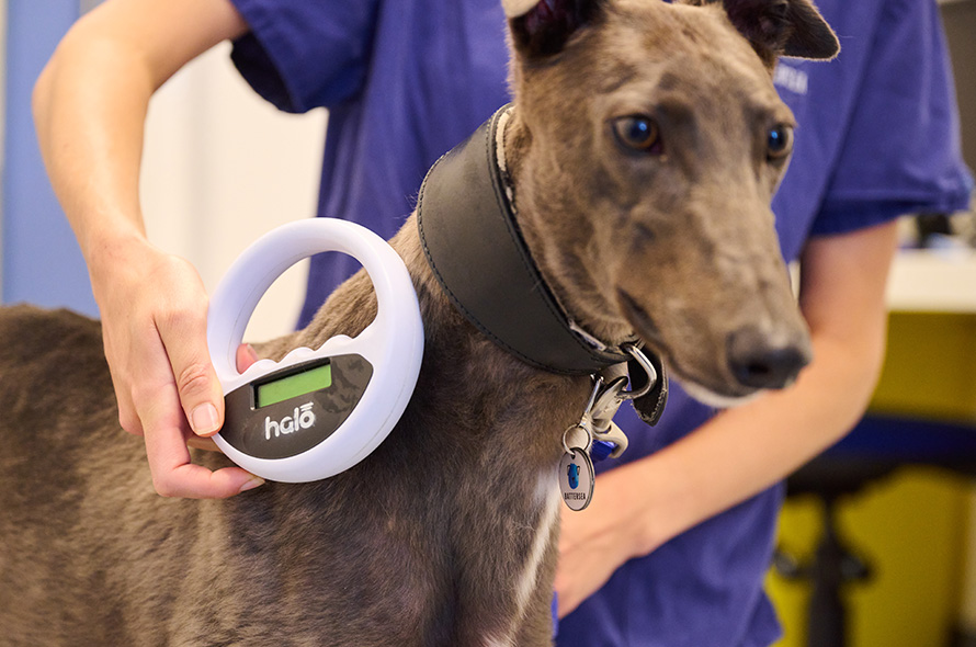 Grey lurcher getting microchip scanned