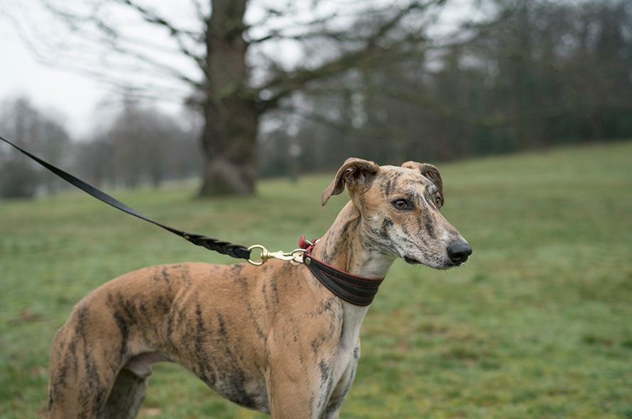 Greyhound in field on lead