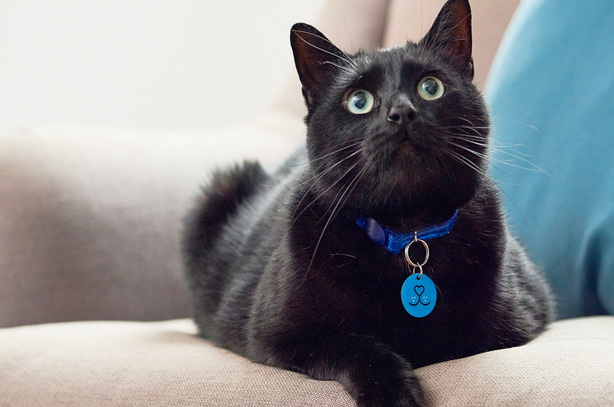 Hendrix the cat sitting on his sofa in his new home