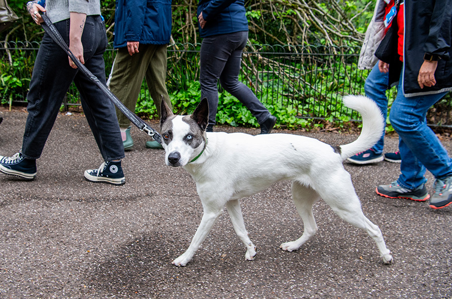 Huskey mix walking through Battersea park