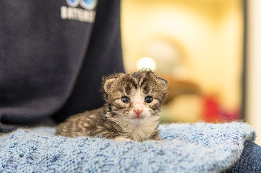 Tabby kitten laying on a blanket