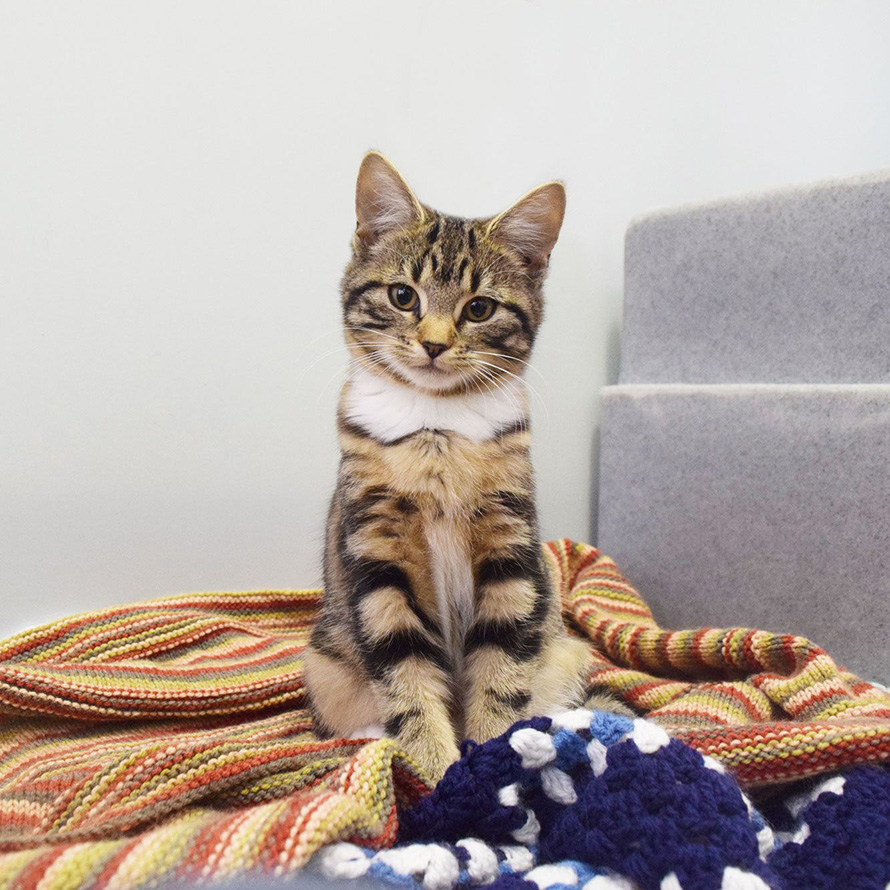 Kitten sitting on a pile of blankets