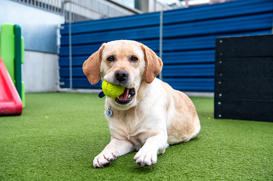 Labrador laying down with tennis ball in mouth