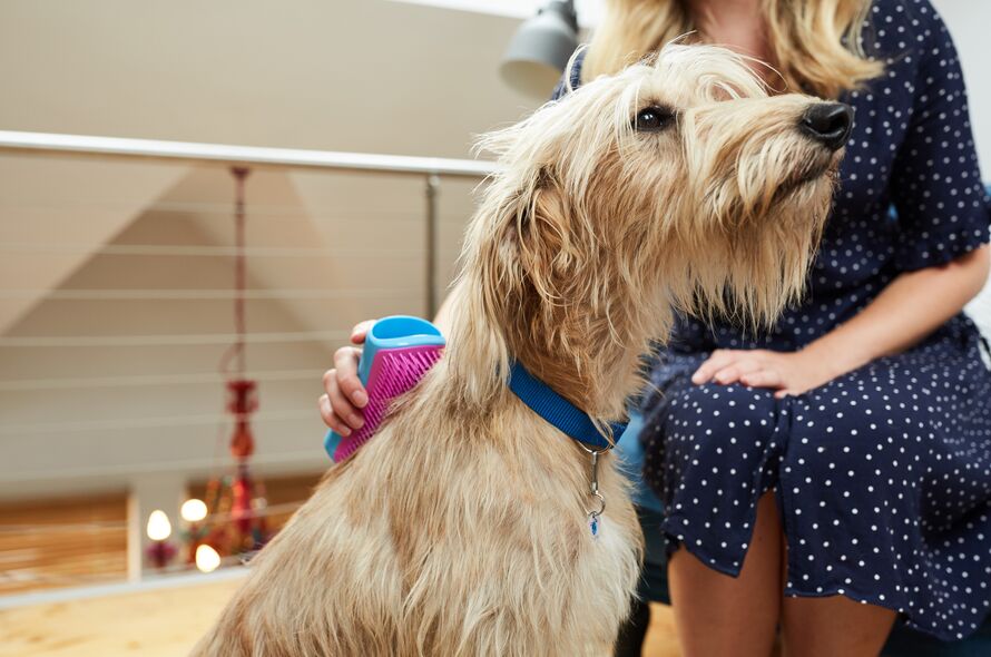 Lady brushing shaggy dog's fur