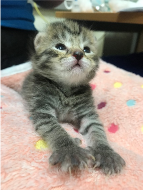 Toby the little grey kitten