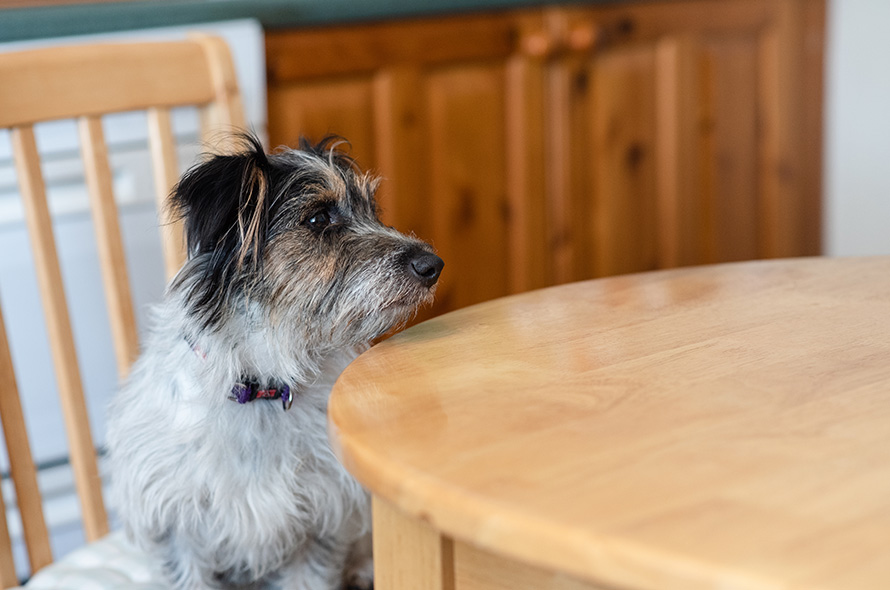 Little scruffy dog sits at table