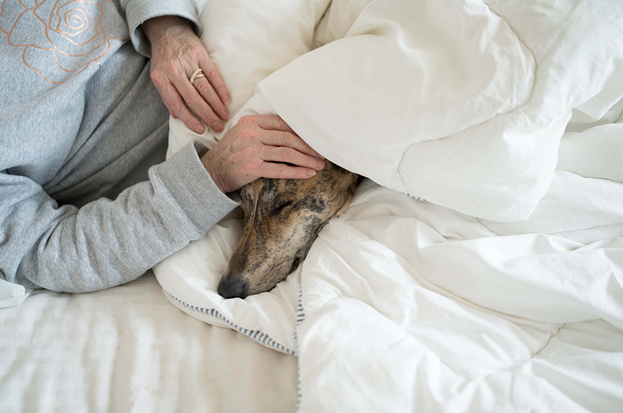 Lurcher asleep under a duvet