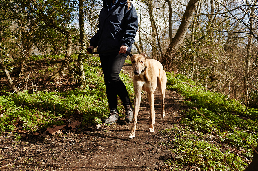 Lurcher walking on a lead in the woods with a Battersea staff member