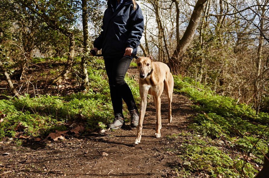 Lurcher walking through a woods