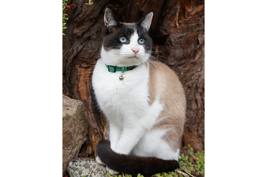 Millie sitting in front of a tree